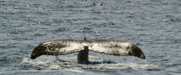 Apple au secours des baleines Apple au secours des baleines